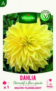 Dahlia décoratif à fleur géante Kelvin Floodlight XXL (x1)